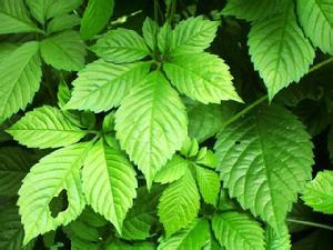 絞股藍(lán)原植物