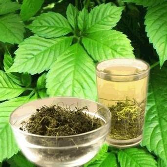 絞股藍(lán)原植物