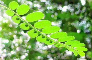 珍珠草(葉下珠)