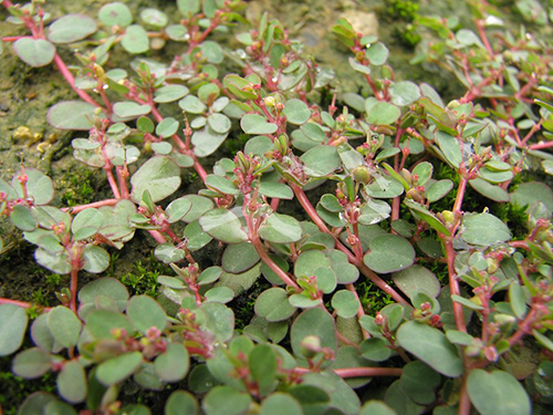 斑地錦原形態(tài)