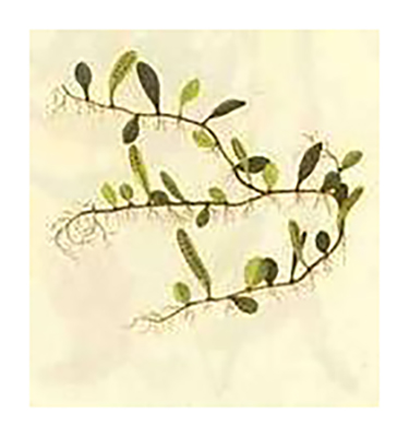 抱樹(shù)蓮圖譜