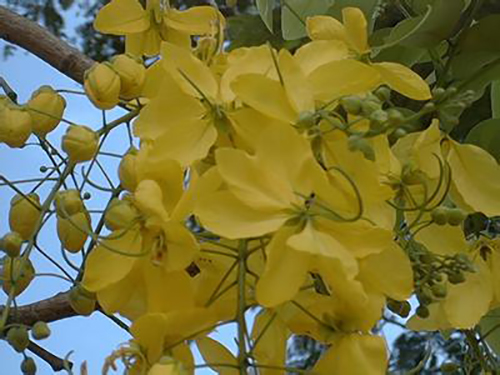 黃長(zhǎng)春花原態(tài)