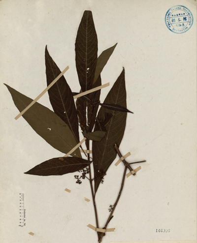 長葉紫珠標(biāo)本