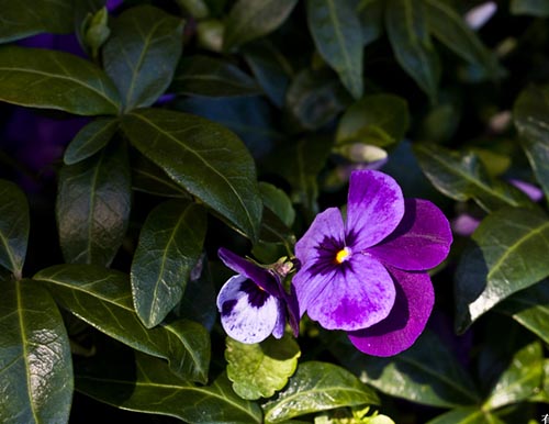 長(zhǎng)春花植物