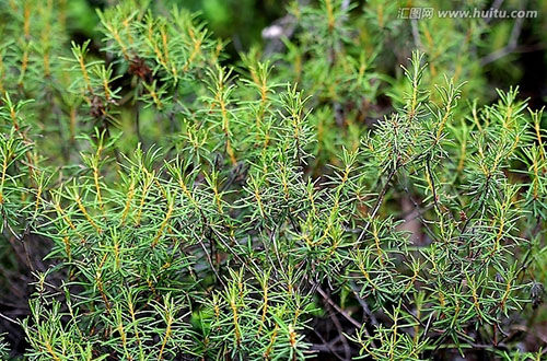 細葉杜香原植物